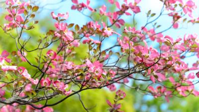 Tree flower bloom branch 4k wallpaper
