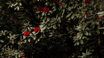 Tree flowers red 4k wallpaper