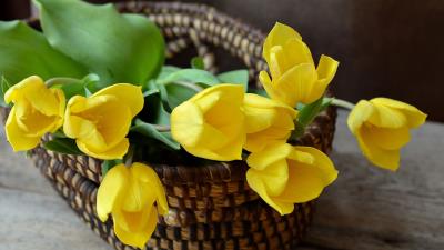 Tulip basket flowers bouquet 4k wallpaper