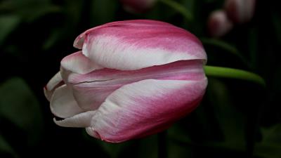 Tulip bud petals spots 4k wallpaper