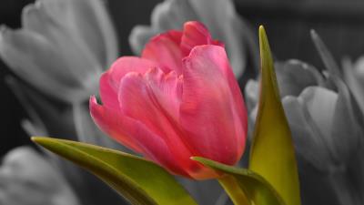 Tulip bud petals 4k wallpaper