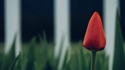 Tulip flower bud blur 4k wallpaper