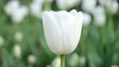 Tulip flower bud petals white 4k wallpaper