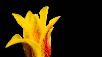Tulip flower bud petals 4k wallpaper
