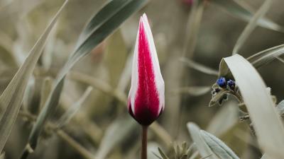 Tulip flower bud 4k wallpaper