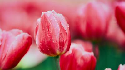 Tulip flower flowerbed 4k wallpaper