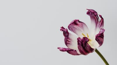 Tulip flower minimalism 4k wallpaper