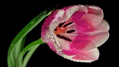 Tulip flower petals close up 4k wallpaper