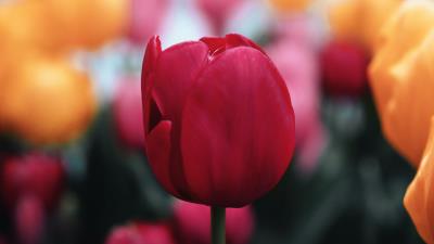 Tulip flower red 4k wallpaper