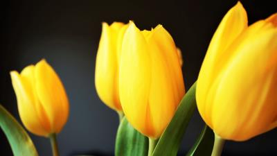 Tulip flowers yellow blur 4k wallpaper