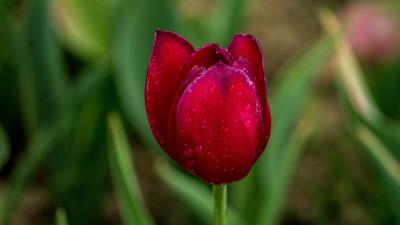 Tulip red drops 4k wallpaper