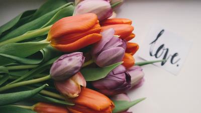 Tulips bouquet buds 4k wallpaper
