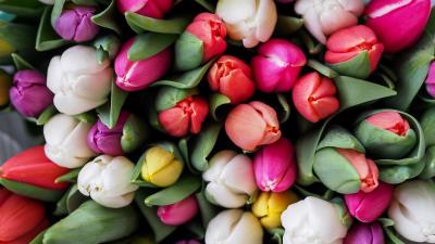 Tulips bouquet flowers 4k wallpaper