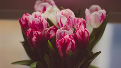 Tulips bouquet tender 4k wallpaper