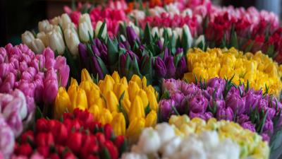 Tulips bouquets multicolored 4k wallpaper