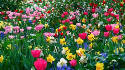 Tulips daffodils flowers meadow beauty sprin 4k wallpaper