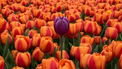 Tulips flower bed contrast 4k wallpaper