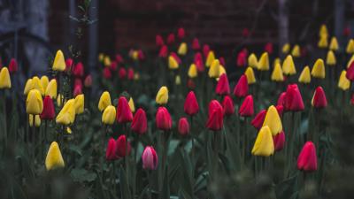 Tulips flower bed flowers 4k wallpaper