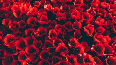 Tulips flower bed red 4k wallpaper