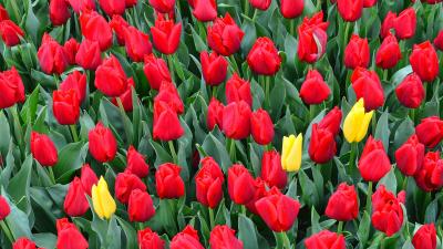 Tulips flowerbed red 4k wallpaper
