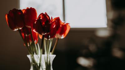 Tulips flowers bouquet image 4k wallpaper