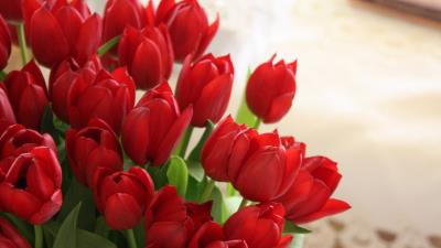 Tulips flowers bouquet red beautifull 4k wallpaper