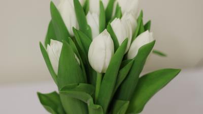Tulips flowers bouquet white 4k wallpaper