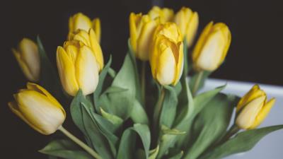 Tulips flowers bouquet yellow 4k wallpaper