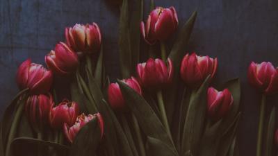 Tulips flowers bouquet 4k wallpaper