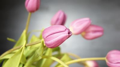 Tulips flowers bud image 4k wallpaper