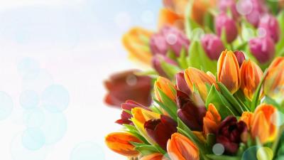 Tulips flowers colorful close u 4k wallpaper