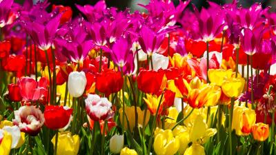Tulips flowers different flowerbed sunn 4k wallpaper