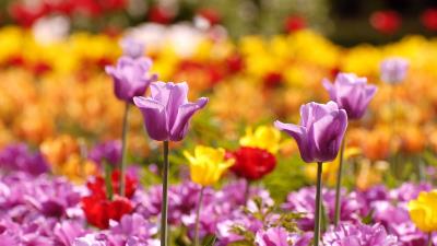 Tulips flowers flowerbed blurre 4k wallpaper
