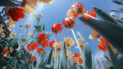 Tulips flowers flowerbed 4k wallpaper