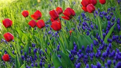 Tulips flowers flowering 4k wallpaper