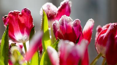 Tulips flowers frost petals 4k wallpaper