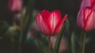 Tulips flowers pink image 4k wallpaper