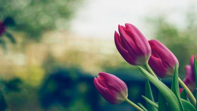Tulips flowers pink 4k wallpaper