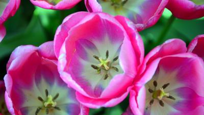 Tulips pink buds close up 4k wallpaper