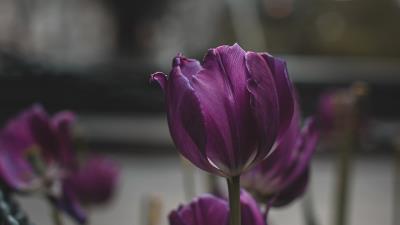 Tulips purple flowers 4k wallpaper
