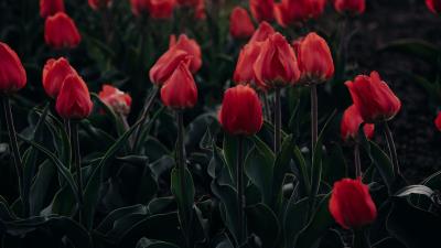 Tulips red blooming 4k wallpaper