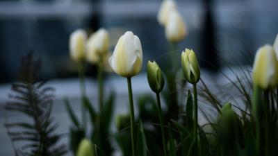 Tulips white flowerbed 4k wallpaper