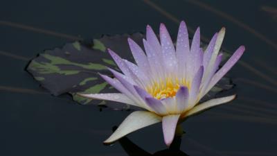 Water lily flower bloom 4k wallpaper