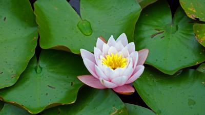 Water lily flower leaves 4k wallpaper