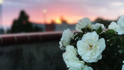 Wild rose bush white 4k wallpaper