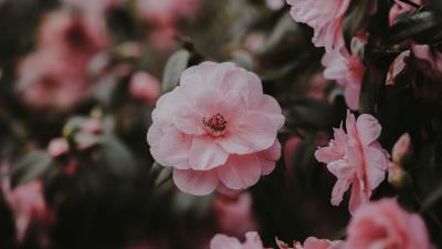 Wild rose rose bush petals 4k wallpaper