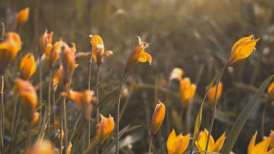 Yellow flowers flowers bloom 4k wallpaper