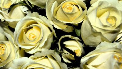 Yellow roses buds flowers bouque 4k wallpaper