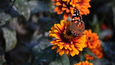 Zinnia butterfly flower image 4k wallpaper