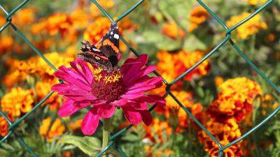 Zinnia butterfly flower 4k wallpaper